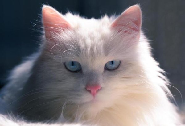 天津配资大本营 你知道中华田园猫有哪些品种吗？揭秘这些可爱的猫咪品种